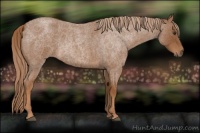 Horse Color:Red Roan 