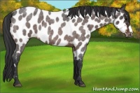 Horse Color:Brown Roan Appaloosa 