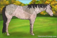 Horse Color:Buckskin Ice Roan