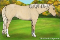 Horse Color:Palomino Roan Dun