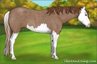 Horse Color:Red Roan Splash