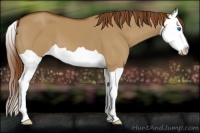 Horse Color:Red Dun Splash