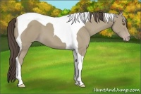 Horse Color:Classic Cream Champagne Tobiano