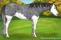Horse Color:Blue Roan Splash