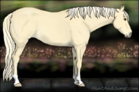 Horse Color:Palomino Roan Dun