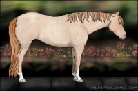 Horse Color:Gold Champagne Roan