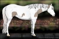 Horse Color:Silver Grullo Splash Tobiano