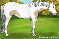 Horse Color:Brown Dun Splash Tobiano 