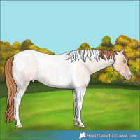 Horse Color:Gold Champagne Roan Dun Tobiano