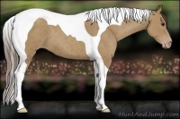 Horse Color:Classic Champagne Tobiano