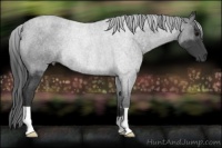 Horse Color:Blue Roan Rabicano 