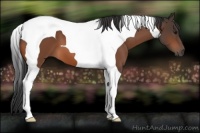 Horse Color:Bay Tobiano 