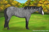 Horse Color:Unknown 