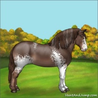 Horse Color:White Spotted Liver Chestnut