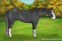 Horse Color:Smoky Blue Roan Splash
