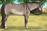 Horse Color:Liver Red Dun Roan Sabino