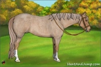 Horse Color:Palomino Roan 