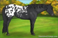 Horse Color:Black Appaloosa