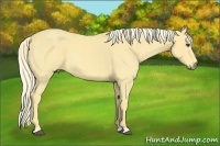 Horse Color:Palomino Roan 