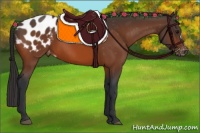 Horse Color:Bay Appaloosa