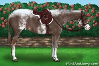 Horse Color:White Spotted Liver Chestnut Rabicano 