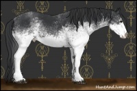 Horse Color:White Spotted Black 