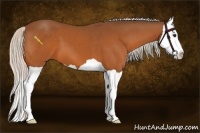 Horse Color:Silver Bay Splash