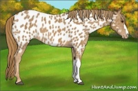 Horse Color:Chestnut Appaloosa