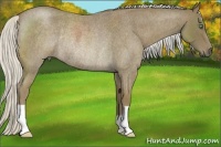 Horse Color:Silver Smoky Blue Roan Rabicano 