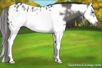 Horse Color:Grullo Splash Frame Blanket Rabicano 