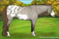 Horse Color:Smoky Grullo Roan Frame Appaloosa Rabicano 