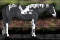 Horse Color:Black Splash Tobiano 