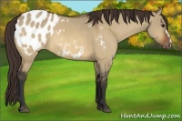 Horse Color:Bay Dun Appaloosa 