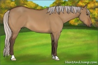 Horse Color:Silver Bay Dun 