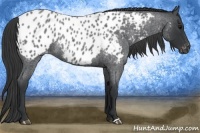 Horse Color:Blue Roan Near Leopard 