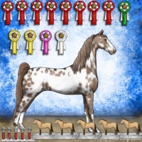 Horse Color:Liver Red Dun Frame Appaloosa