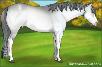 Horse Color:Brown Chinchilla Onyx Sabino Appaloosa 