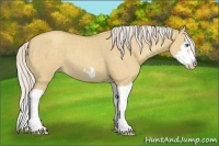 Horse Color:Silver Classic Champagne Dun Splash Frame 