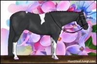 Horse Color:Black Tobiano