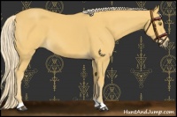 Horse Color:Palomino 