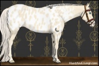 Horse Color:Cremello Appaloosa