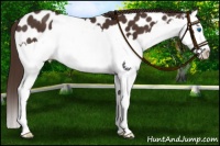 Horse Color:Liver Chestnut Sabino Splash Appaloosa 