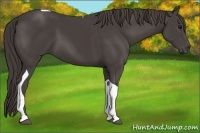 Horse Color:Smoky Black Tobiano 