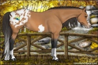 Horse Color:Bay Roan Splash Frame Appaloosa 