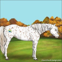 Horse Color:Chestnut Appaloosa 