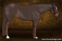 Horse Color:Liver Chestnut Sabino Rabicano