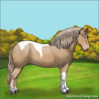 Horse Color:Palomino Tobiano 