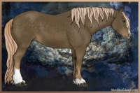 Horse Color:Chocolate Palomino Sabino 