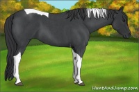 Horse Color:Blue Roan Tobiano 