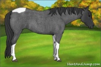 Horse Color:Blue Roan Tobiano 